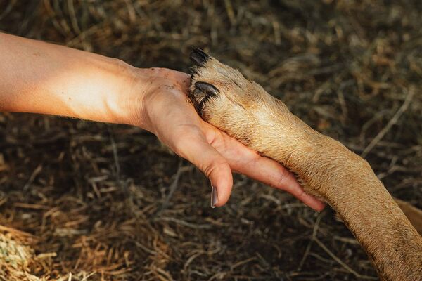 Pfote in der Hand