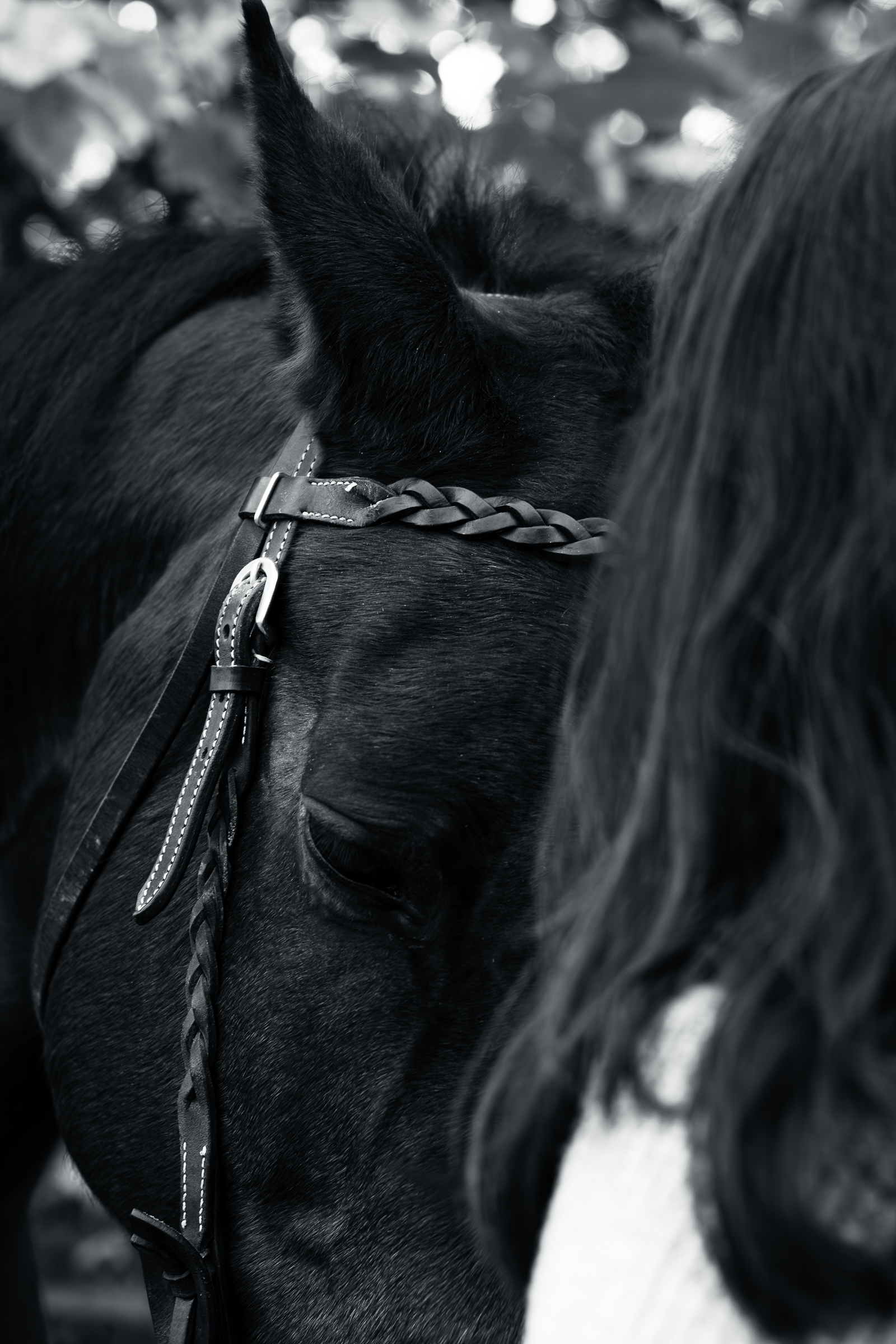 Eine Frau und ihr Pferd, fotografiert von Porträtfotograf Nürnberger Land